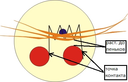 namotka-dotsienta.jpg